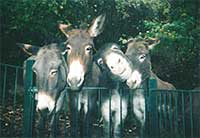 donkeys