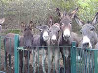 donkeys