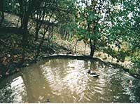 ducks on ponds