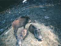 wild boar piglets